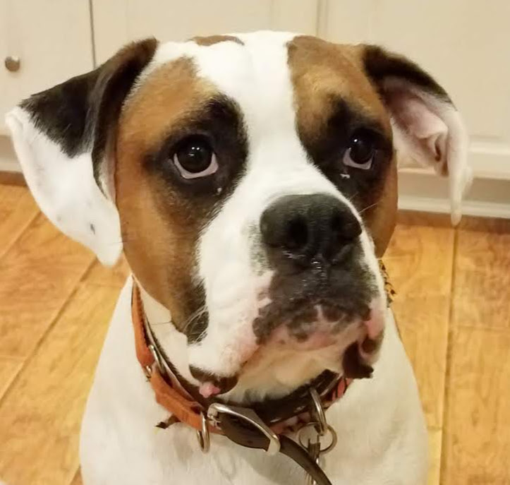 Pet of the Month