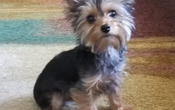 Pet of the Week (10/14/18) – Toby