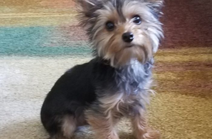 Pet of the Week (10/14/18) – Toby