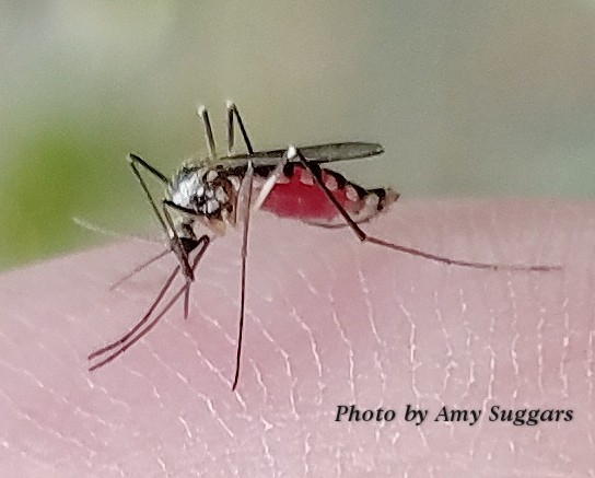Insect of the Day
