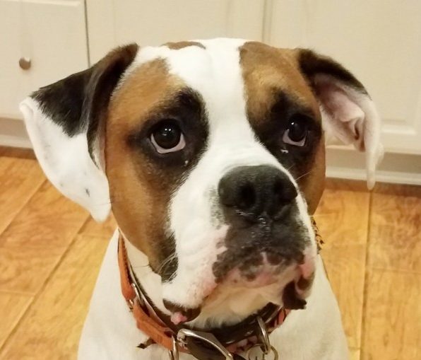 Pet Of The Week(10/21/18) – Buster