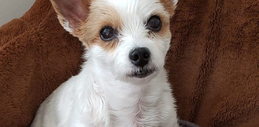 PET of the MONTH